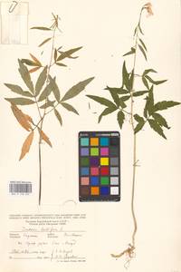 Cardamine bulbifera (L.) Crantz, Eastern Europe, West Ukrainian region (E13) (Ukraine)