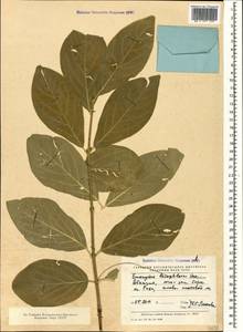 Euonymus leiophloeus Stev., Caucasus, Abkhazia (K4a) (Abkhazia)