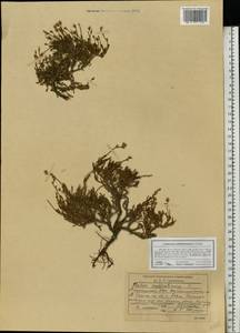 Limonium suffruticosum (L.) Kuntze, Eastern Europe, Eastern region (E10) (Russia)