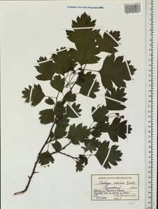 Crataegus meyeri Pojark., Eastern Europe, Central forest-and-steppe region (E6) (Russia)