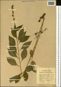 Asyneuma japonicum (Miq.) Briq., Siberia, Russian Far East (S6) (Russia)