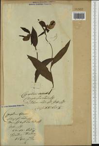 Cypripedium calceolus L., Eastern Europe, Lithuania (E2a) (Lithuania)