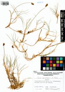 Carex sajanensis V.I.Krecz., Siberia, Baikal & Transbaikal region (S4) (Russia)