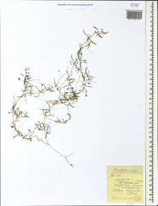 Stellaria longifolia (Regel) Muhl. ex Willd., Eastern Europe, Central forest region (E5) (Russia)