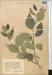 Celtis caucasica Willd., Middle Asia, Western Tian Shan & Karatau (M3) (Uzbekistan)