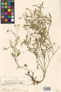 Rorippa sylvestris (L.) Besser, Eastern Europe, Moscow region (E4a) (Russia)