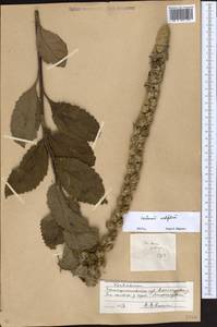 Verbascum ovalifolium Donn. Sm. ex Sims, Eastern Europe, South Ukrainian region (E12) (Ukraine)