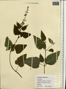 Scutellaria altissima L., Eastern Europe, Moldova (E13a) (Moldova)