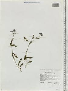 Myosotis alpestris subsp. alpestris, Siberia, Altai & Sayany Mountains (S2) (Russia)