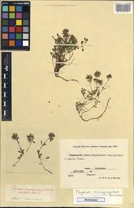 Thymus verchojanicus Doronkin, Siberia, Yakutia (S5) (Russia)