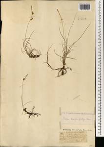 Carex korshinskyi Kom., Mongolia (MONG) (Mongolia)