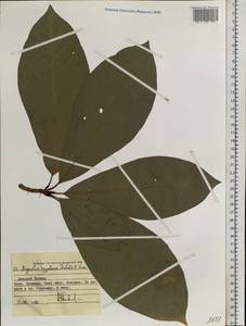 Magnolia obovata Thunb., Siberia, Russian Far East (S6) (Russia)