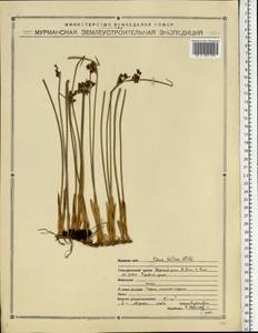 Juncus balticus Willd., Eastern Europe, Northern region (E1) (Russia)