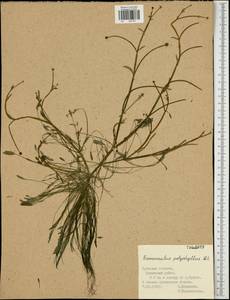 Ranunculus polyphyllus Waldst. & Kit. ex Willd., Eastern Europe, Central region (E4) (Russia)