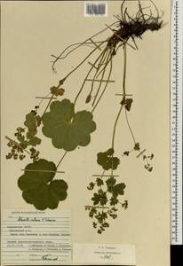 Alchemilla ventiana V. N. Tikhom., Eastern Europe, Middle Volga region (E8) (Russia)