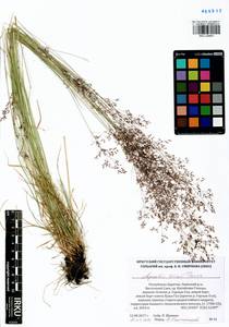 Agrostis vinealis Schreb., Siberia, Baikal & Transbaikal region (S4) (Russia)