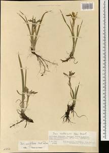 Iris uniflora Pall. ex Link, Mongolia (MONG) (Mongolia)