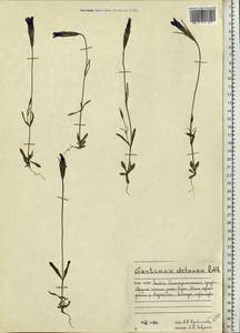 Gentianopsis detonsa, Eastern Europe, Northern region (E1) (Russia)