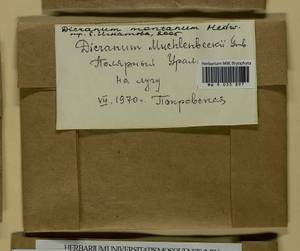Orthodicranum montanum (Hedw.) Loeske, Bryophytes, Bryophytes - European North East (B7) (Russia)