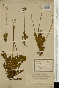Crepis sancta subsp. sancta, Caucasus, Georgia (K4) (Georgia)