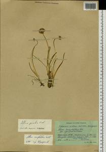 Allium pumilum Vved., Siberia, Altai & Sayany Mountains (S2) (Russia)