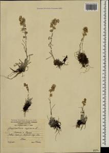 Omalotheca supina (L.) DC., Caucasus, South Ossetia (K4b) (South Ossetia)