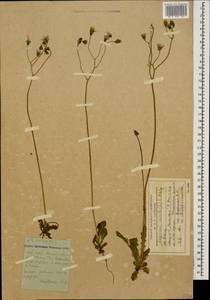 Crepis sancta subsp. sancta, Caucasus, Stavropol Krai, Karachay-Cherkessia & Kabardino-Balkaria (K1b) (Russia)