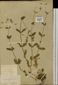 Dichodon davuricum (Fisch. ex Spreng.) Á. Löve & D. Löve, Siberia, Altai & Sayany Mountains (S2) (Russia)