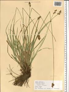 Carex leporina L., Eastern Europe, Central region (E4) (Russia)