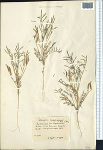 Astragalus campylorhynchus Fischer & C. A. Meyer, Middle Asia, Karakum (M6) (Turkmenistan)