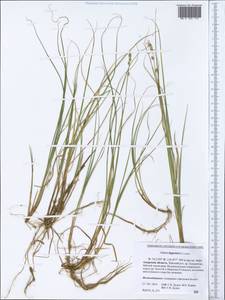 Carex lapponica O.Lang, Siberia, Russian Far East (S6) (Russia)