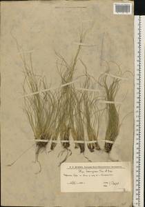 Stipa lessingiana Trin. & Rupr., Eastern Europe, Lower Volga region (E9) (Russia)