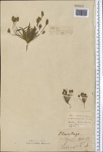 Plantago minuta Pall., Middle Asia, Northern & Central Kazakhstan (M10) (Kazakhstan)