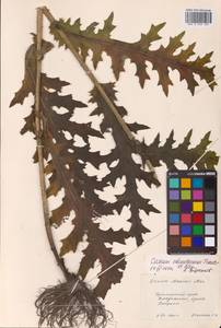 Cirsium schantarense Trautv. & C.A.Mey., Siberia, Russian Far East (S6) (Russia)