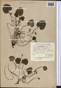Cyclamen coum subsp. caucasicum (C. Koch) O. Schwarz, Caucasus, Krasnodar Krai & Adygea (K1a) (Russia)