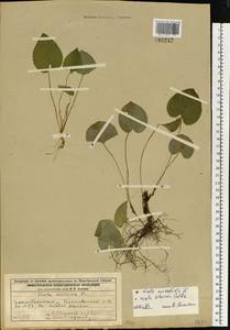 Viola selkirkii Pursh ex Goldie, Eastern Europe, Volga-Kama region (E7) (Russia)