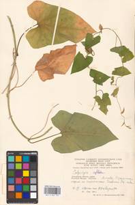 Calystegia sepium subsp. americana (Sims) Brummitt, Eastern Europe, Moscow region (E4a) (Russia)