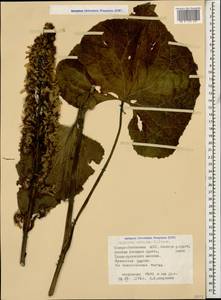 Ligularia subsagittata Pojark., Caucasus, North Ossetia, Ingushetia & Chechnya (K1c) (Russia)