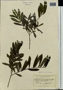 Salix purpurea L., Eastern Europe, West Ukrainian region (E13) (Ukraine)