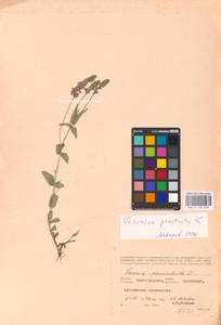 MHA 0 160 639, Veronica prostrata L., Eastern Europe, Lower Volga region (E9) (Russia)