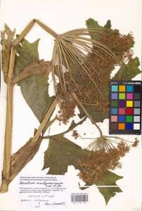 Heracleum mantegazzianum Sommier & Levier, Eastern Europe, Moscow region (E4a) (Russia)