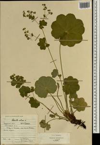 Alchemilla ventiana V. N. Tikhom., Eastern Europe, Middle Volga region (E8) (Russia)