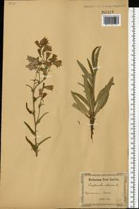 Campanula sibirica L., Eastern Europe, South Ukrainian region (E12) (Ukraine)