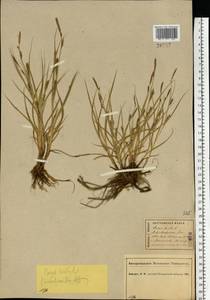Carex hirta L., Eastern Europe, Central forest region (E5) (Russia)