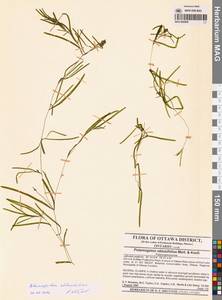 Potamogeton obtusifolius Mert. & W.D.J.Koch, America (AMER) (Canada)