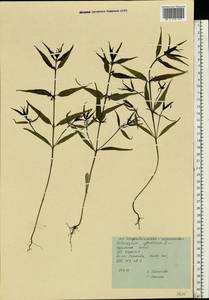 Melampyrum sylvaticum L., Eastern Europe, Northern region (E1) (Russia)