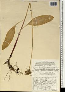 Allium microdictyon Prokh., Mongolia (MONG) (Mongolia)