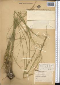 Stipa capillata L., Middle Asia, Pamir & Pamiro-Alai (M2) (Kyrgyzstan)
