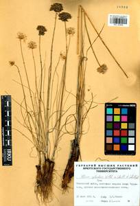 Allium splendens Willd. ex Schult. & Schult.f., Siberia, Altai & Sayany Mountains (S2) (Russia)