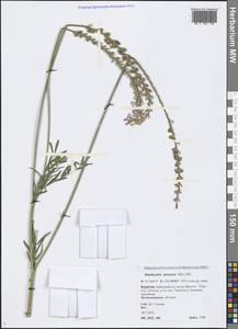 Onobrychis arenaria (Kit.) DC., Siberia, Baikal & Transbaikal region (S4) (Russia)